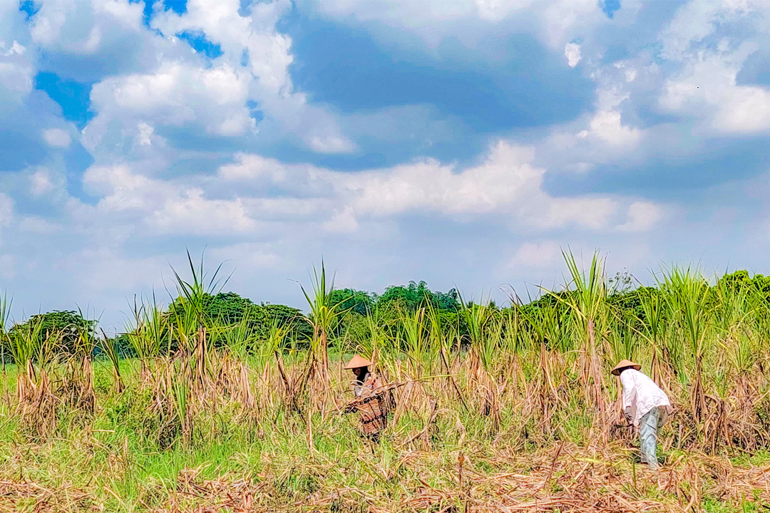 PANEN TEBU: Lahan pertanian tebu di perbatasan Kecamatan Blora Kota dengan Kecamatan Jepon tampak dipanen.