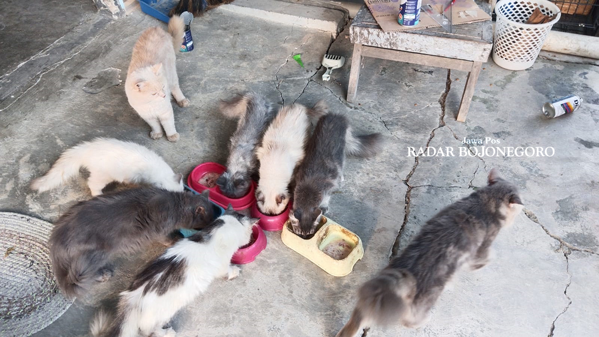 RAWAT: Budidaya dan merawat kucing ras butuh ketelatenan dan kasih sayang. Seluruh kucing milik Novitasari tidak ditaruh di kandang, namun dilepas berbaur dengan penghuni rumah. (LUKMAN HAKIM/RADAR BO