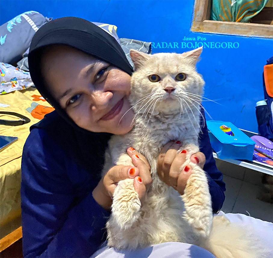 LUCU: Novitasari pamerkan kucing anggora kesayangannya. Dia kini budidaya kucing beragam ras di rumahnya. (LUKMAN HAKIM/RADAR BOJONEGORO)