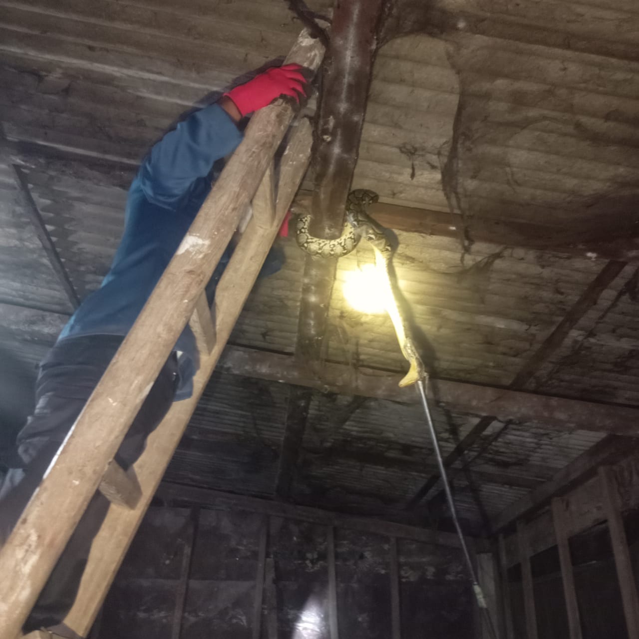 Petugas Damkarmat Bojonegoro evakuasi ular. Selain menyelamatkan manusia, petugas juga prioritaskan keselamatan hewan.