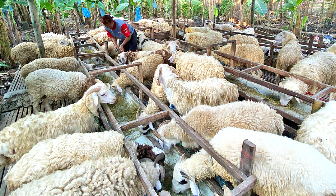 Domba siap untuk dikurbankan di Hari Raya Idull Adha 2024.