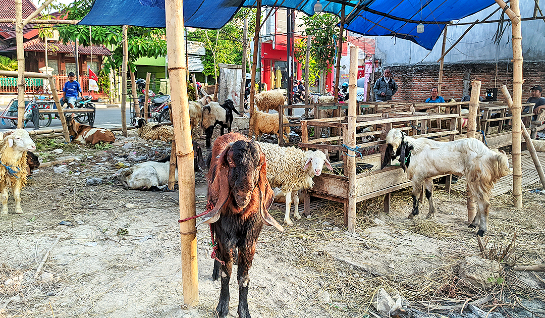 PEDAGANG KURBAN: Suasana lapak kambing kurban milik Puryono di Jalan Panglima Sudirman turut Desa Kauman, Kecamatan Bojonegoro Kota Minggu (16/6).
