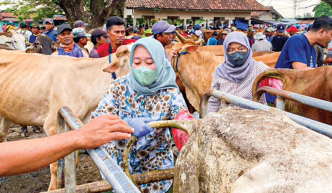 KESEHATAN HEWAN: Tim DP4 Blora bidang kesehatan hewan saat mengecek kesehatan hewan di Pasar Pon turut Kecamatan Blora Kota.