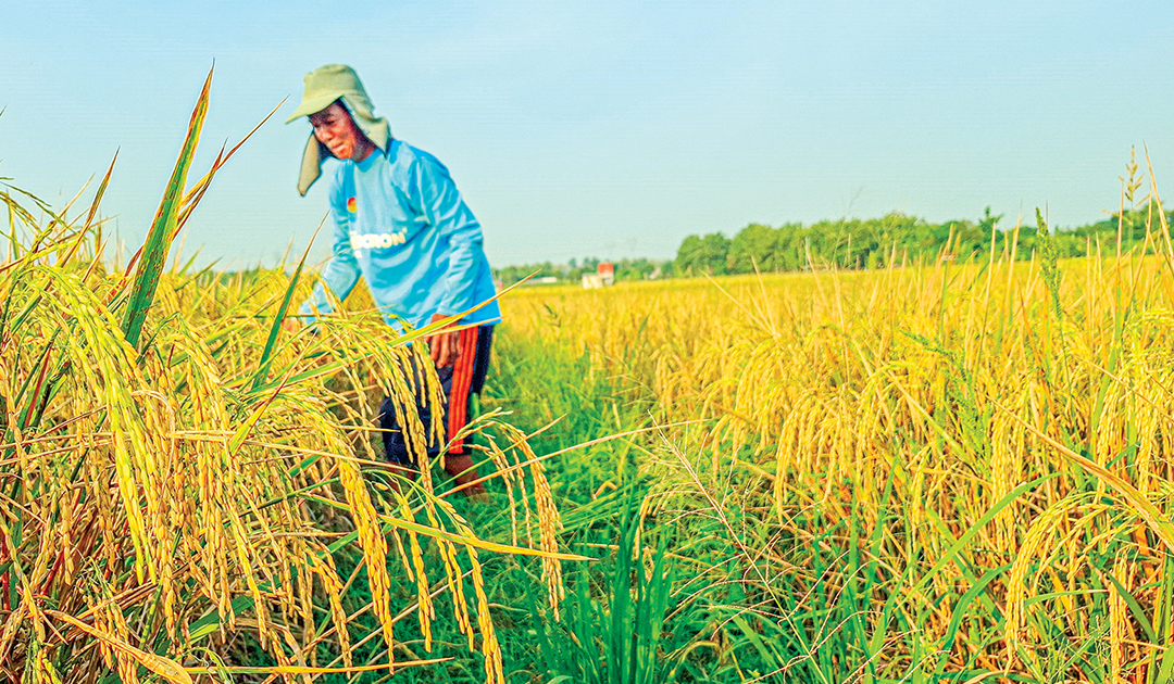 SIAP PANEN: Padi petani di Bojonegoro sudah mulai menguning, tanda siap dipanen. (DEWI SAFITRI/RADAR BOJONEGORO)