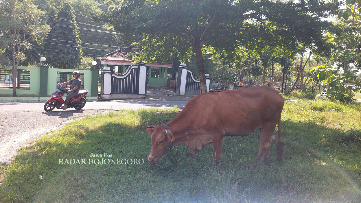 BERBASIS ONLINE: Aplikasi jual beli sapi berbasis online sedang dirancang FKH Unair Surabaya agar para peternak sapi dapat keuntungan optimal. (LUKMAN HAKIM/RADAR BOJONEGORO)