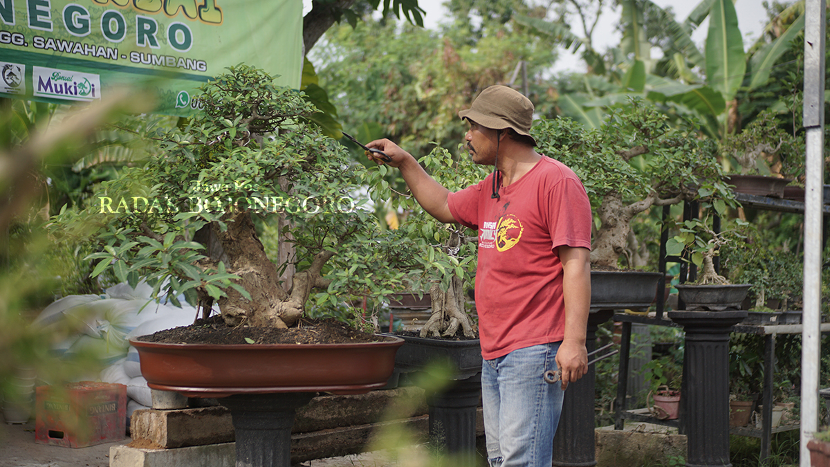 BUDIDAYA BONSAI: Rutinitas Mukidi merawat bonsai dengan penuh kesabaran dan ketelatenan. (HAKAM ALGHIVARI/RADAR BOJONEGORO)