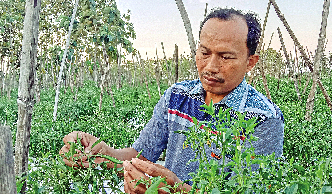 UBAH NASIB PETANI: Lasmidi, petani asal Desa Brabowan, Kecamatan Gayam semringah melihat kebun cabai yang tampak segar itu. Ia merasa nasibnya lebih baik sejak menerapkan pertanian ekologis.