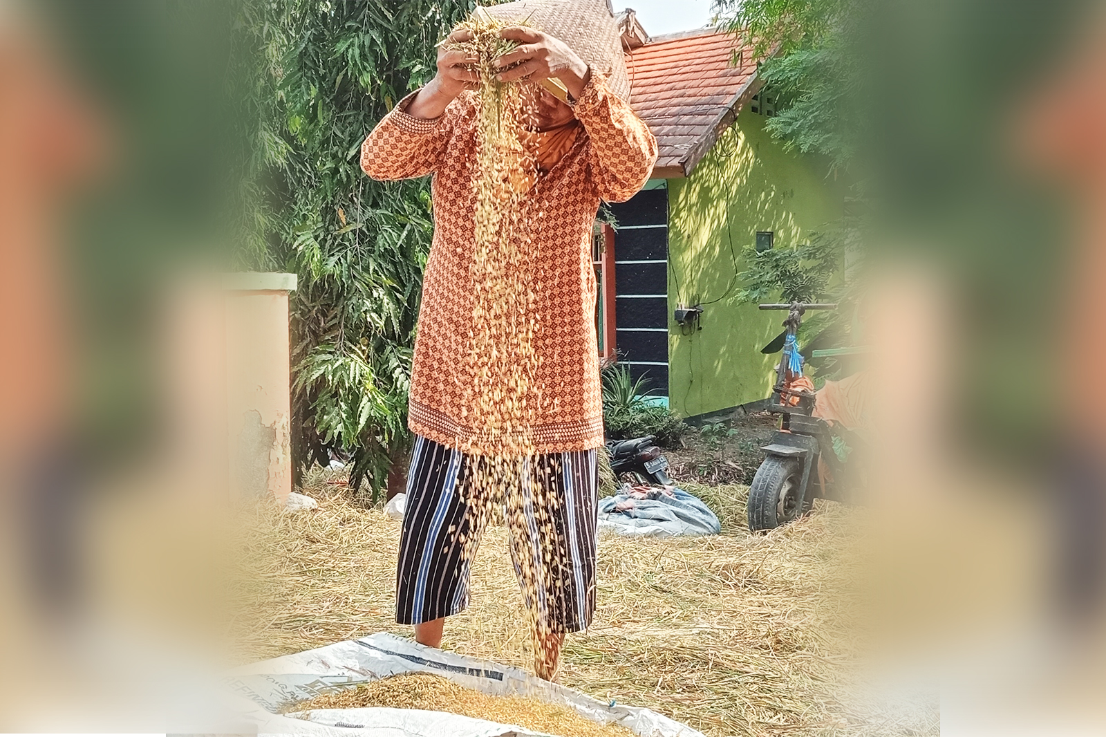 SORTIR PADI: Petani sedang menyortir gabah dari jerami. Harga gabah di musim panen Rp 6.000 per kilogram. Harga itu lebih rendah dibanding sebelumnya sekitar Rp 6.800 per kilogram.