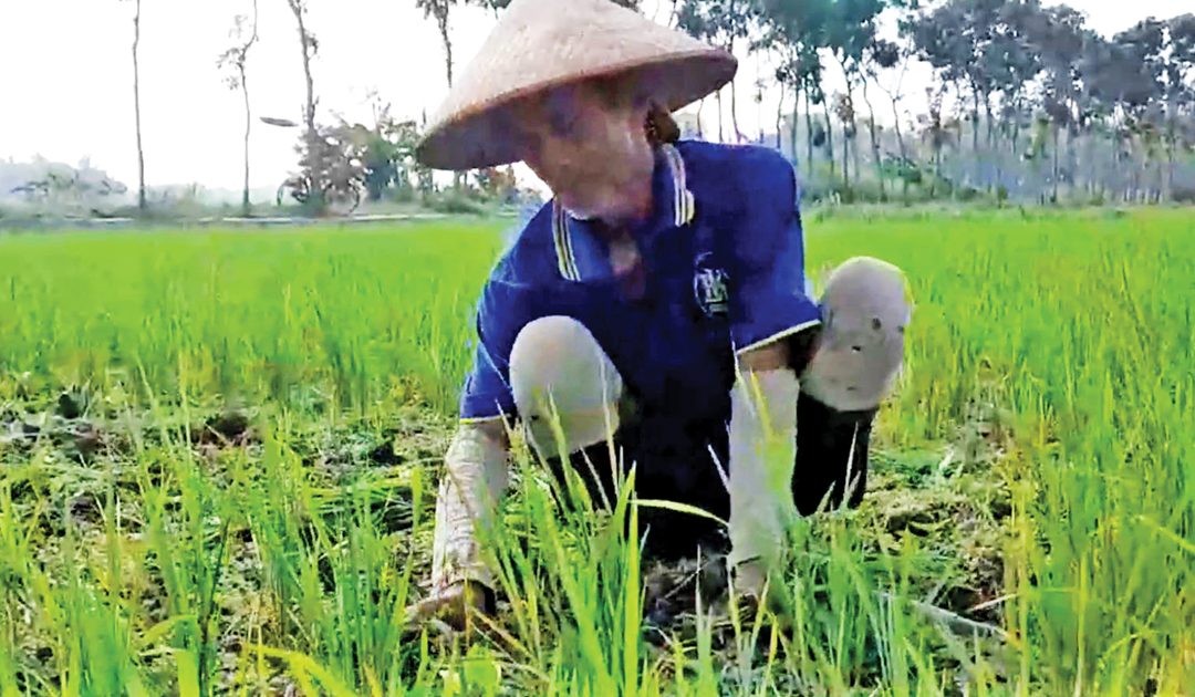 KEMARAU: Seorang petani di Desa Balong, Kecamatan Jepon mencabut tanaman padinya lantaran tanahnya kering.