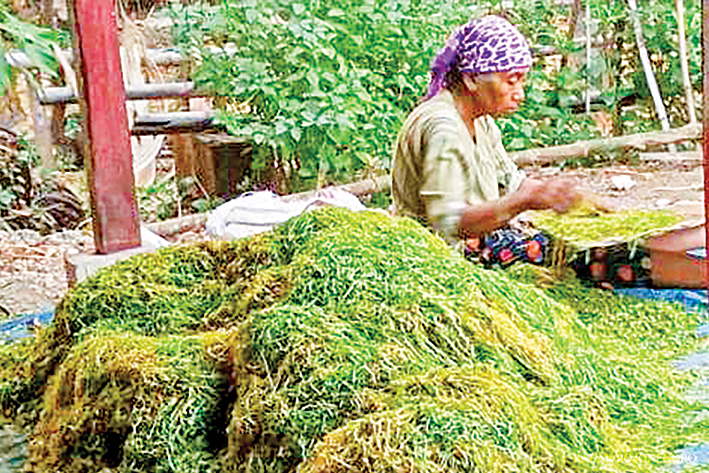 SIAP DIJEMUR: Petani sedang menata tembakau hasil rajangan sebelum dijemur. Harganya Rp 45 ribu per kilogram.