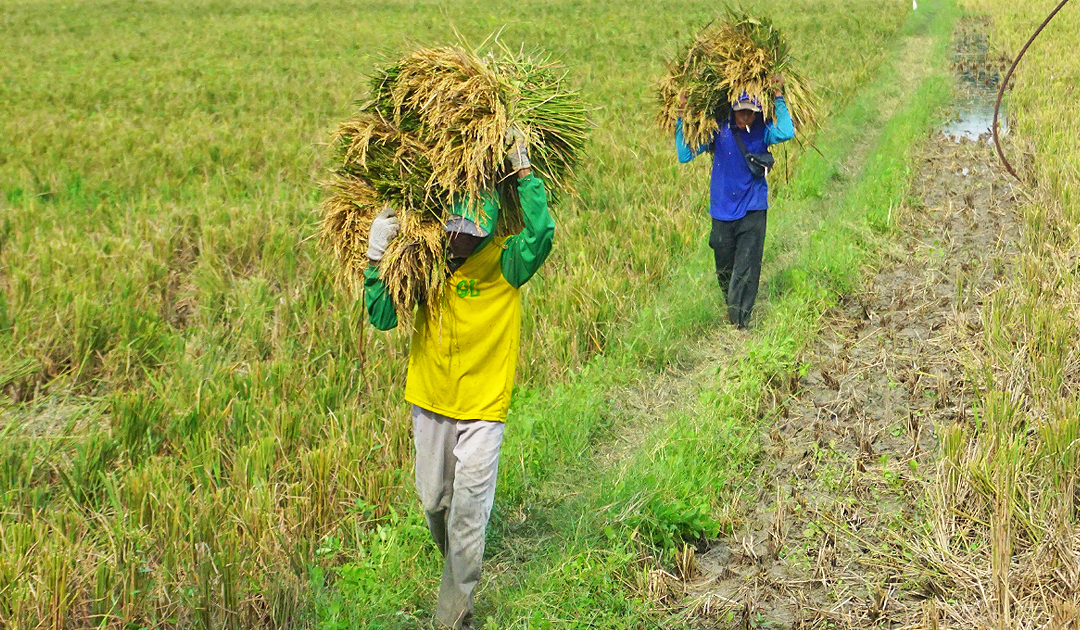 Petani di Bojonegoro memanggul hasil panen padi. (RADAR BOJONEGORO)