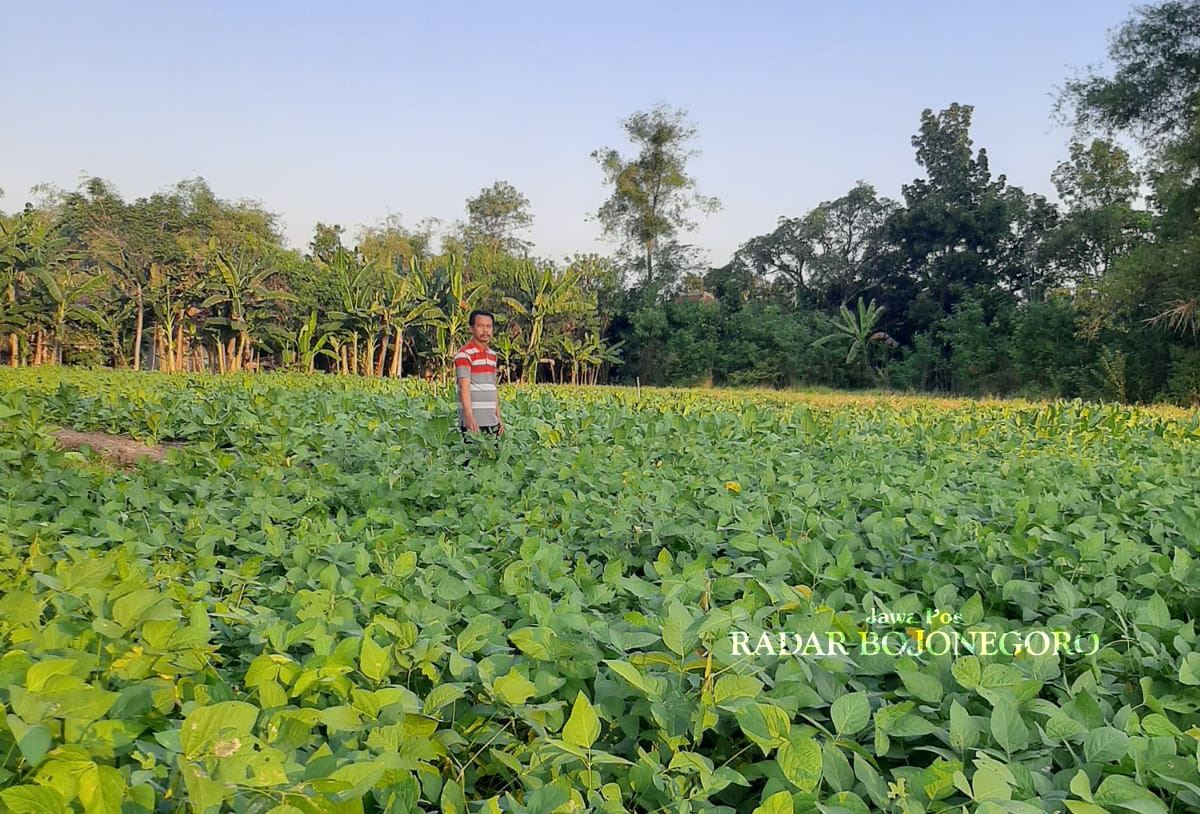 KEDELAI: Petani di Desa Banjarejo, Kecamatan Sumberrejo sedang melihat tanaman kedelai di sawah. (YANA DWI KURNIYA WATI/RADAR BOJONEGORO)