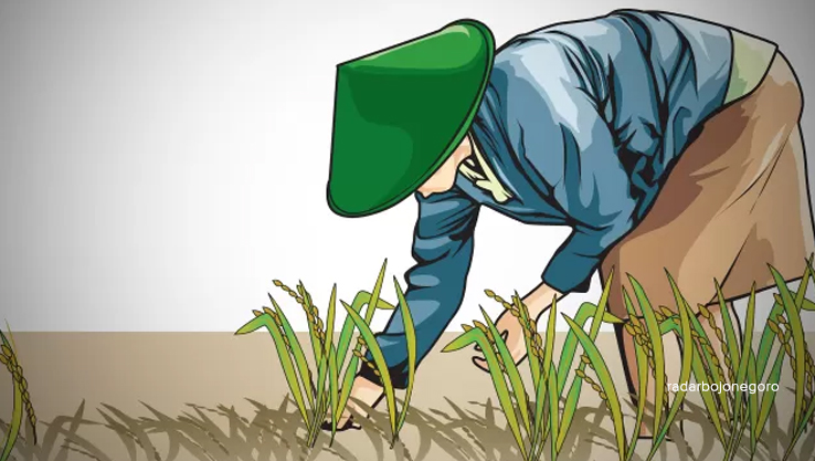 Ilustrasi Sawah. (IST/RADAR BOJONEGORO)