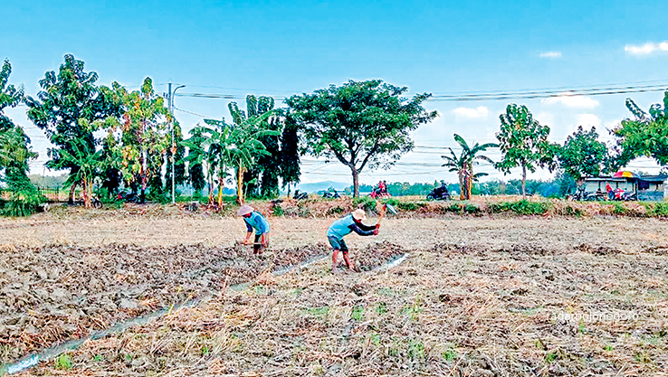 PENYIAPAN LAHAN: Petani Kecamatan Sugihwaras sedang mempersiapkan lahan tanam. Perpindahan dari padi ke tanaman palawija seperti jagung. (YANA DWI KURNIYA WATI/RADAR BOJONEGORO)