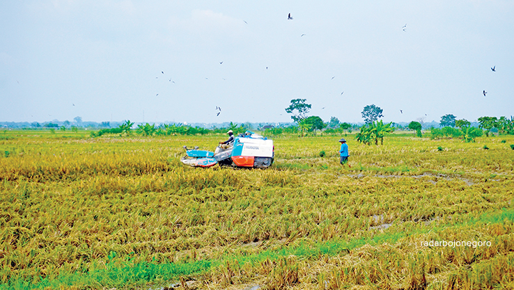 PANEN PADI: Petani memanen padi dengan mesin combi, tahun ini tercatat 43 hektare lahan gagal panen dan tidak mendapat AUTP. (YUAN EDO/RADAR BOJONEGORO)