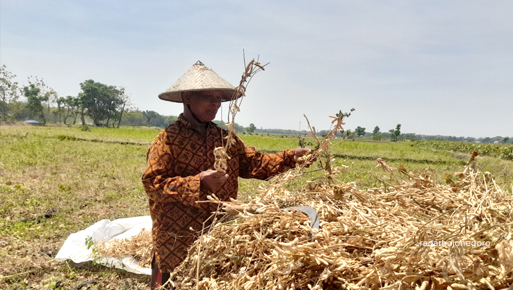 PANEN KEDELAI: Petani sedang mamanen kedelai, luas lahan tahun ini berkurang dibanding sebelumnya. Harganya juga menurun, dibanding tahun lalu. (DEWI SAFITRI/RADAR BOJONEGORO)