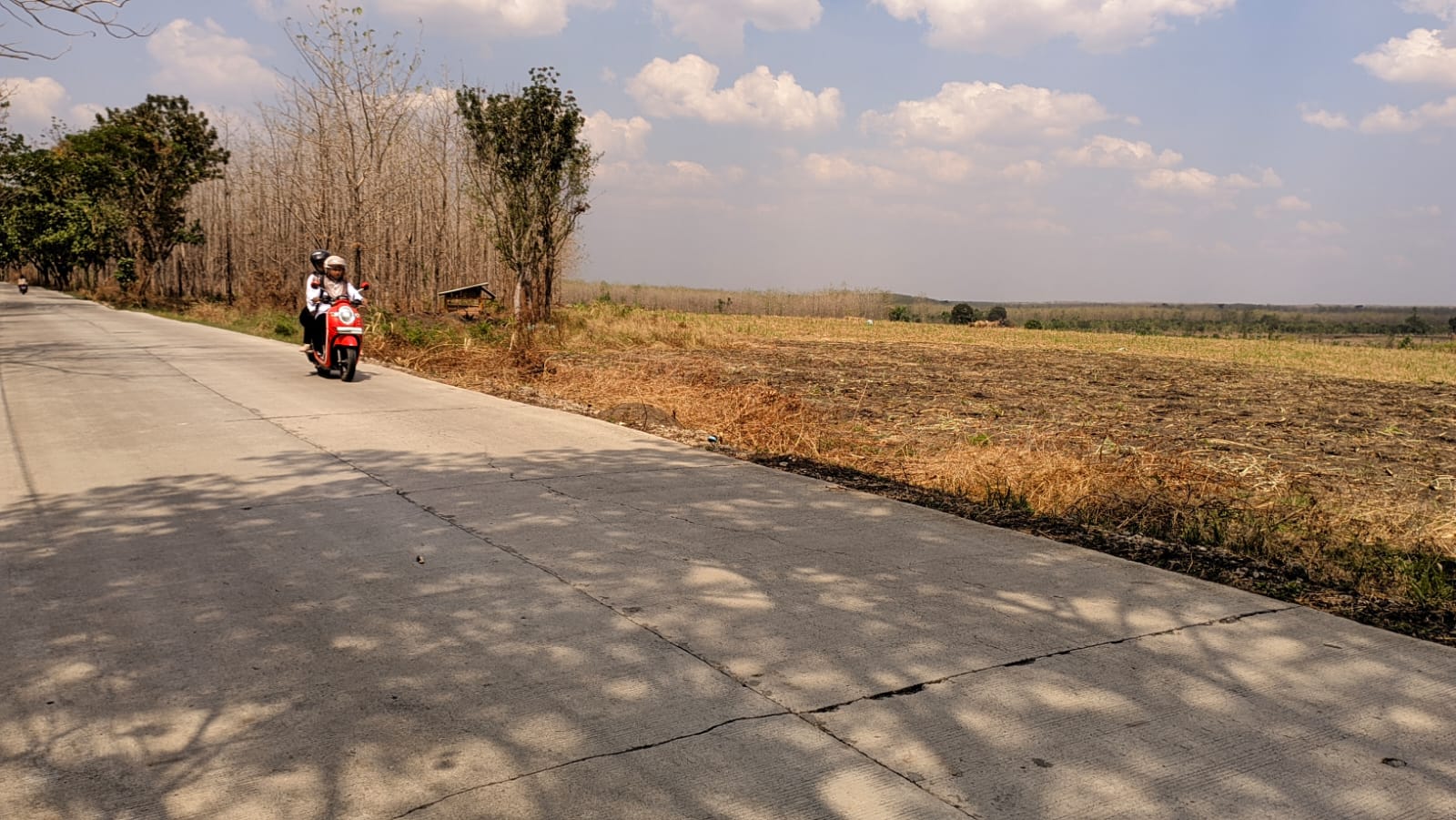 PEMBUKAAN LAHAN: Hutan di kawasan Kayangan Api turut Kecamatan Ngasem tampak gersang. Karena memang ada pembukaan lahan hutan untuk pengembangan lahan tebu. (FARHAN REZA ARDIANSYAH/RADAR BOJONEGORO)