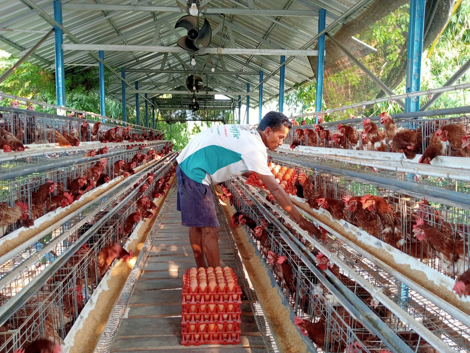AYAM PETELUR: Narko peternak ayam petelur dari Desa Kacangan, Kecamatan Tambakrejo, Kabupaten Bojonegoro telaten merawat dan hasilkan telur berkualitas. (FARHAN REZA ARDIANSYAH/RADAR BOJONEGORO)