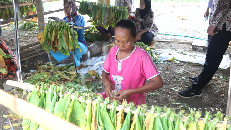 MENINGKAT : Petani tembakau sedang menata tembakau yang tengah dijemur. (RAHUL/RADAR BOJONEGORO)