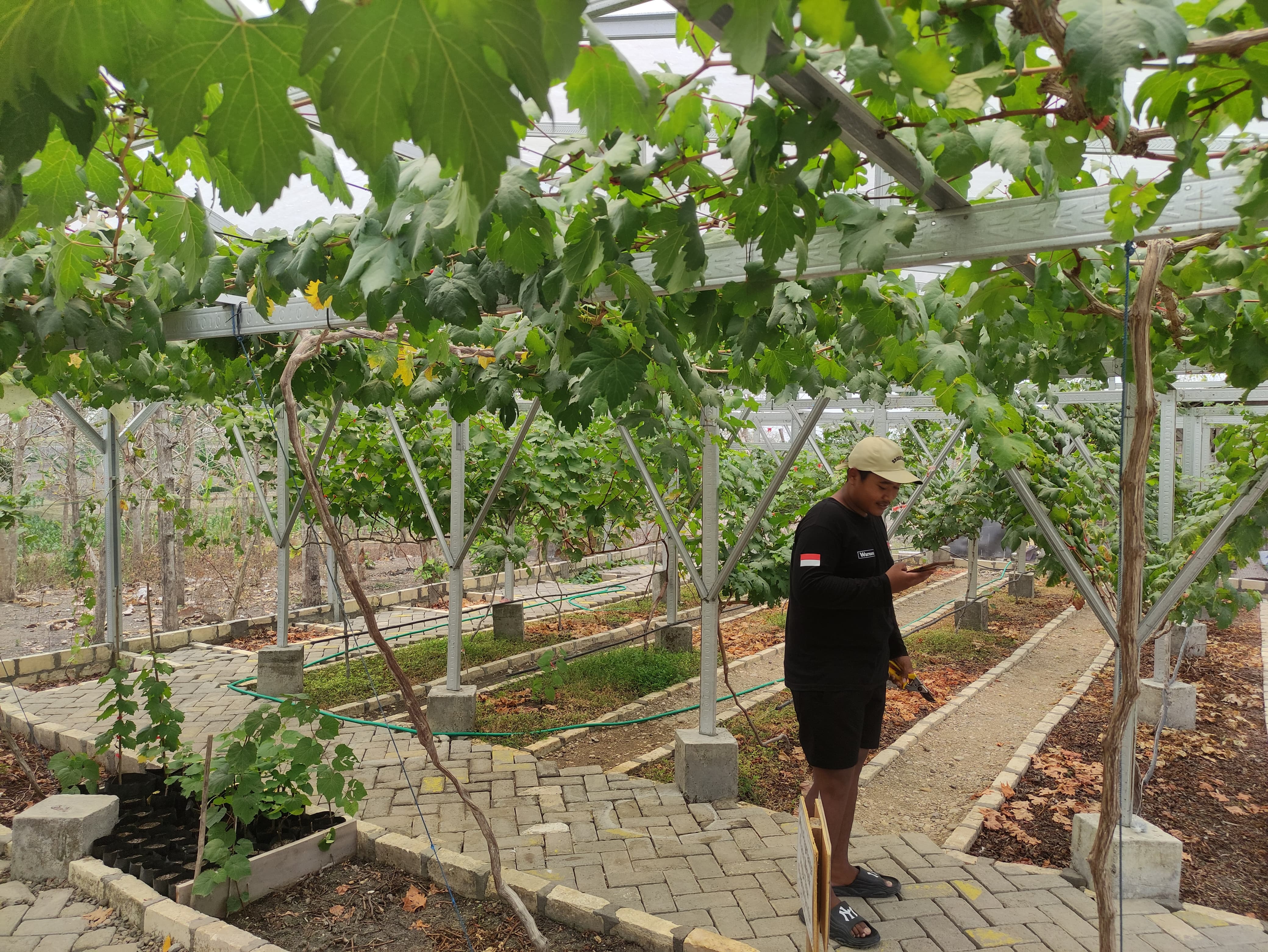 KEBUN ANGGUR: Warsono sukses membudidayakan aneka varietas buah anggur di greenhouse miliknya di Desa Bandungrejo, Kecamatan Ngasem, Kabupaten Bojonegoro.