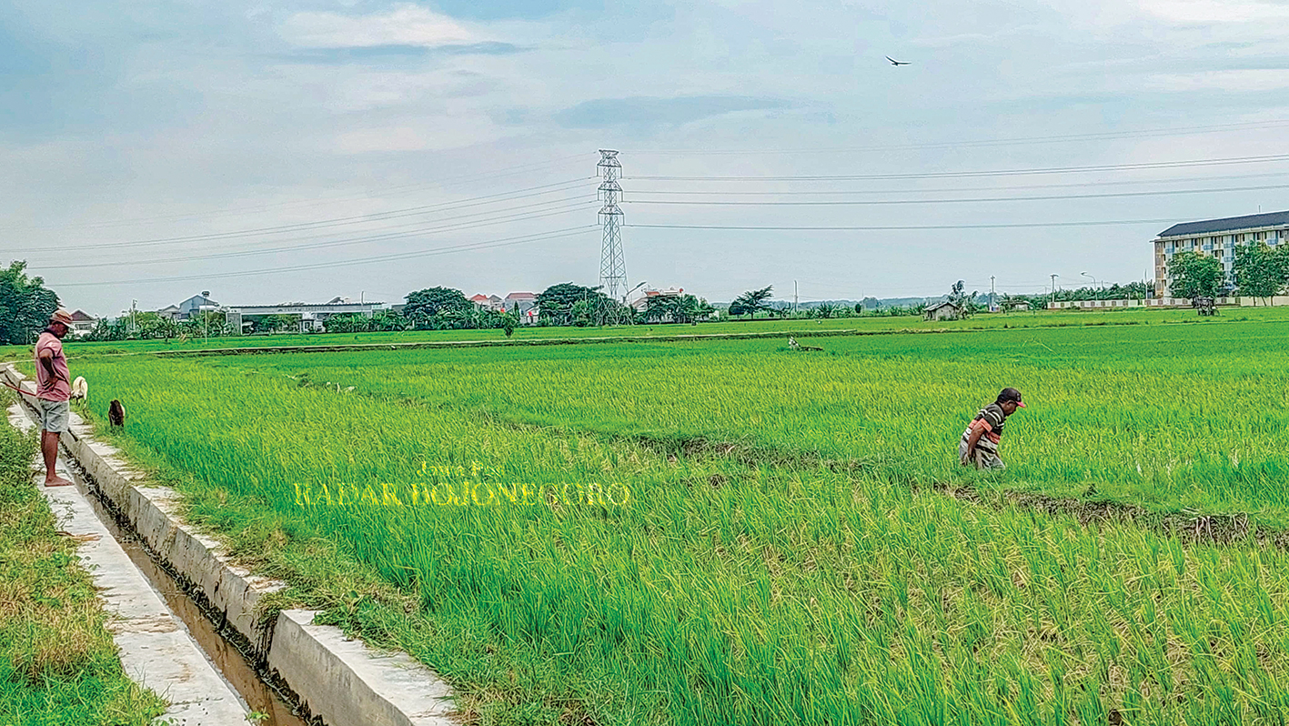 SAWAH: Petani di kawasan Kelurahan Karangboyo, Kecamatan Cepu sedang membersihkan rumput liar di lahan persawahannya. (M. LUKMAN HAKIM/RADAR BOJONEGORO)
