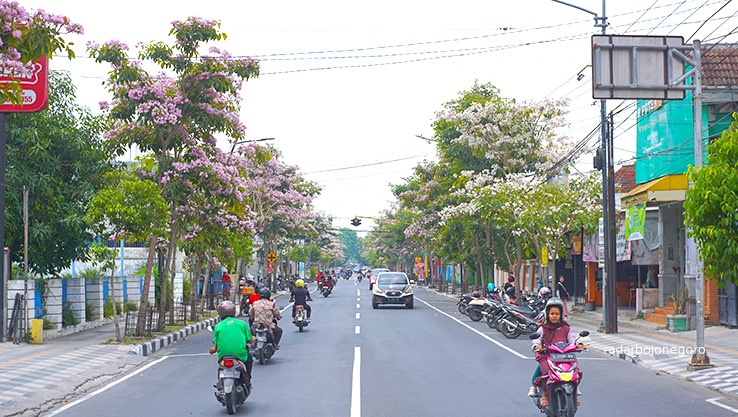 CANTIK: Pemandangan bunga tabebuya bermekaran di tiap jalan protokol mampu mempercantik Kota Bojonegoro. (HAKAM ALGHIVARI/RADAR BOJONEGORO)