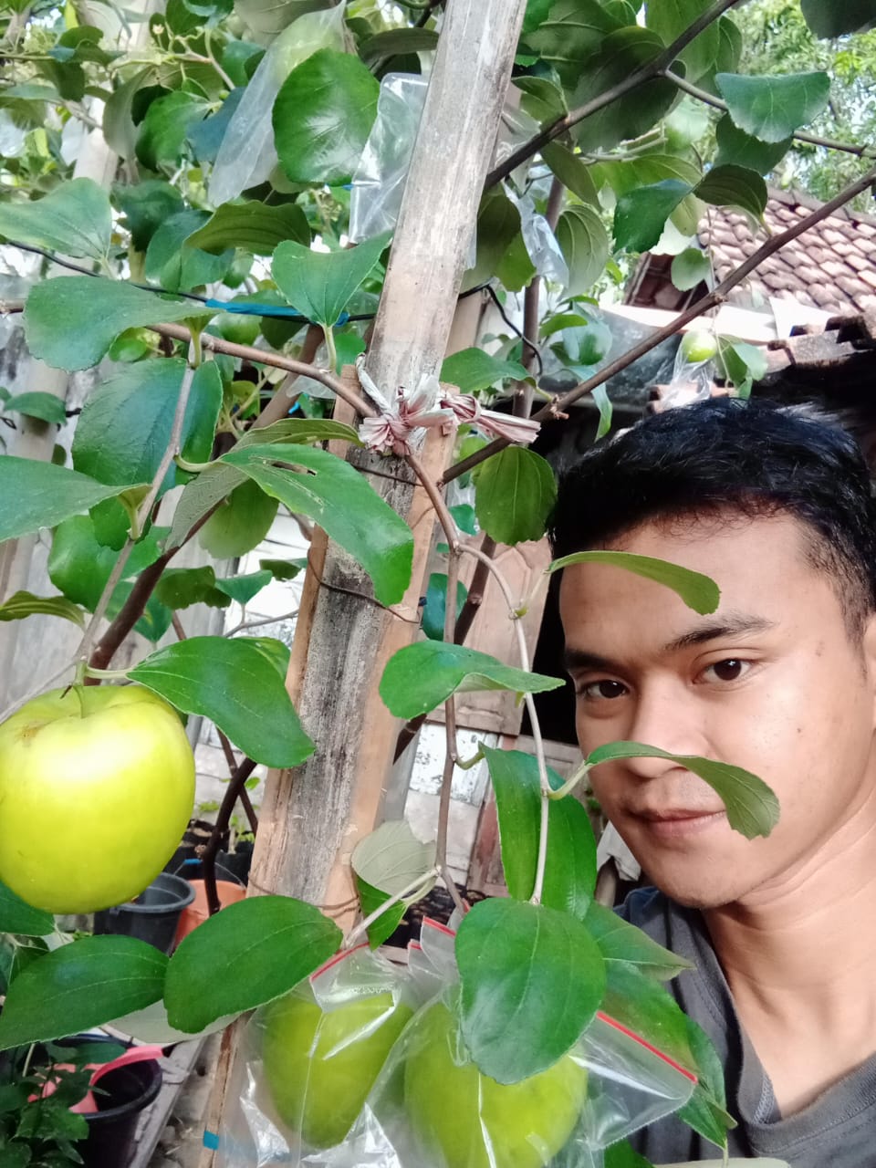 APEL PUTSA: Dimas Tri Wibowo membudidayakan Apel Putsa di Desa Babad, Kecamatan Kedungadem sejak enam tahun lalu. (AHMAD NAWAF TIMYATI FANDAWAN/RADAR BOJONEGORO)