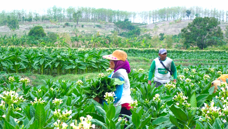 TEMBAKAU: Para petani tembakau di Desa Belun, Kecamatan Temayang mengeluhkan tren harga jual daun tembakau basah alami penurunan. (FARHAN REZA ARDIANSYAH/RADAR BOJONEGORO)
