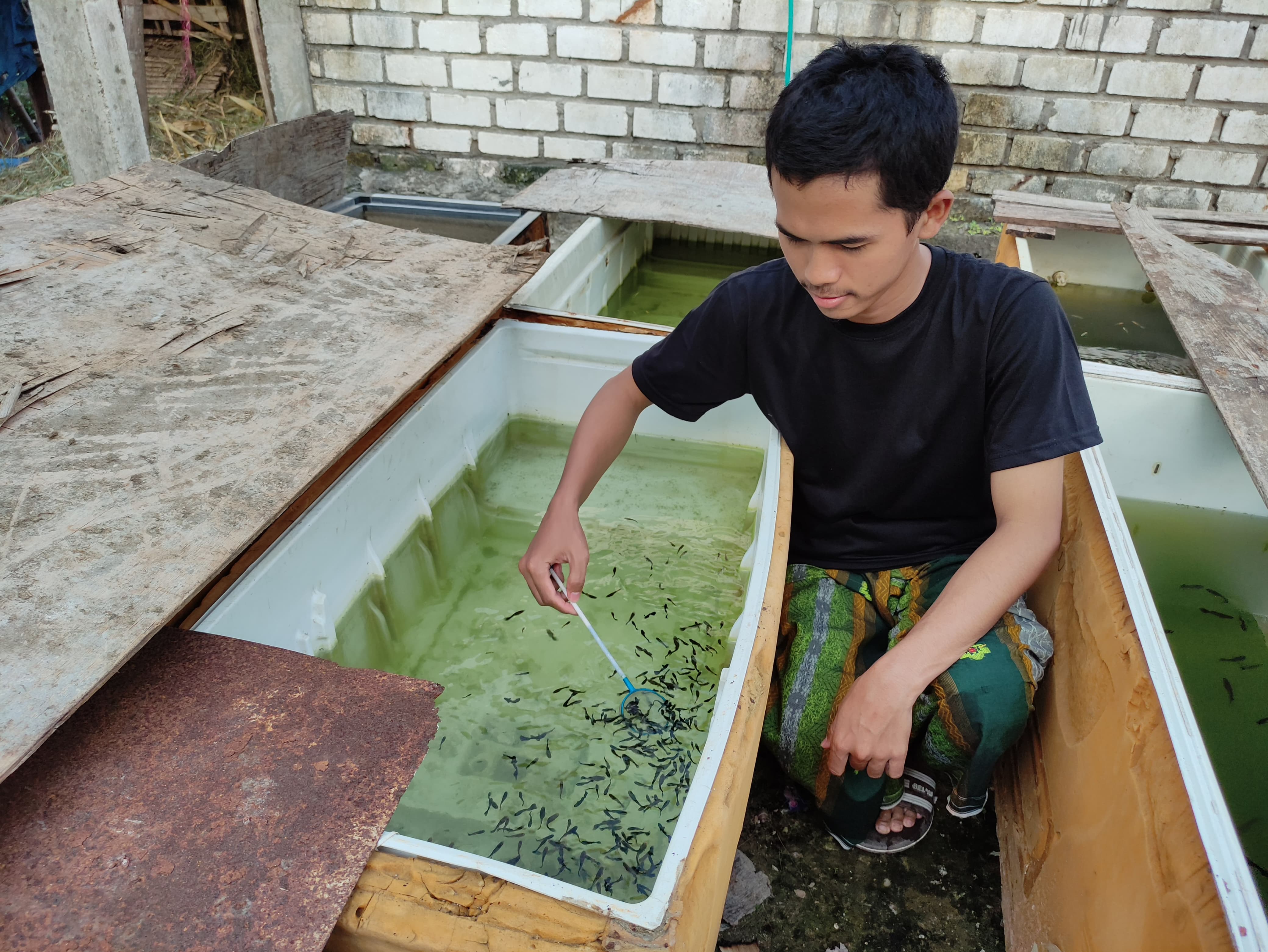 BUDIDAYA: Ikan hias guppy dibudidayakan Moh Azam Saifuddin sejak duduk di bangku SMA atau tahun 2022 lalu. (AHMAD NAWAF TIMYATI FANDAWAN/RADAR BOJONEGORO)