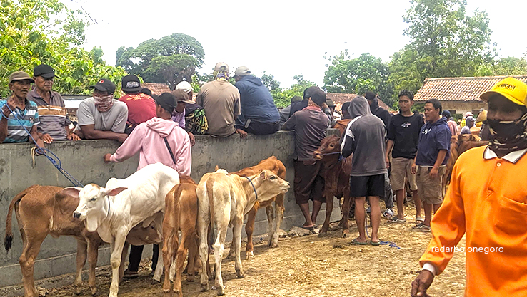 PASAR HEWAN: Para pedagang sapi di Pasar Pon di Kecamatan Blora Kota tampak ramai menjajakan sapi kepada calon pembeli. (M. LUKMAN HAKIM/RADAR BOJONEGORO)