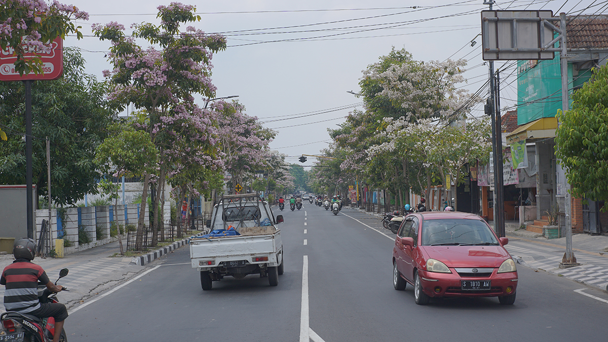 Di tengah panas terik Kota Bojonegoro, mekarnya bunga tabebuya menjadi penghibur mata dan pemanis jalanan Kota Ledre. (HAKAM ALGHIVARI/RADAR BOJONEGORO)