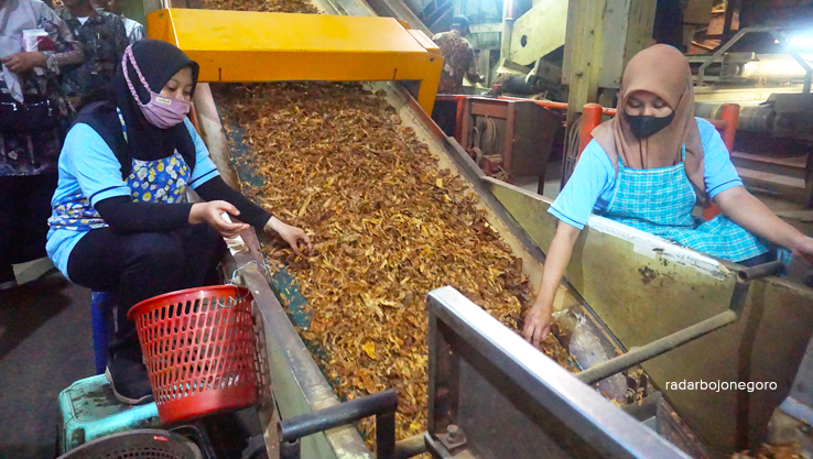 BURUH: Dua buruh pabrik pengeringan tembakau (redrying) di kawasan Desa Sukorejo, Kecamatan Bojonegoro Kota sedang menyortir daun tembakau. (YUAN EDO RAMADHANA/RADAR BOJONEGORO)