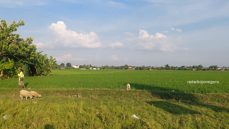 SAWAH: Seorang pria sedang gembala kambing di area sawah turut Kelurahan Balun, Kecamatan Cepu. Beberapa bangunan di tepi sawah tampak dari kejauhan. (LUKMAN HAKIM/RADAR BOJONEGORO)