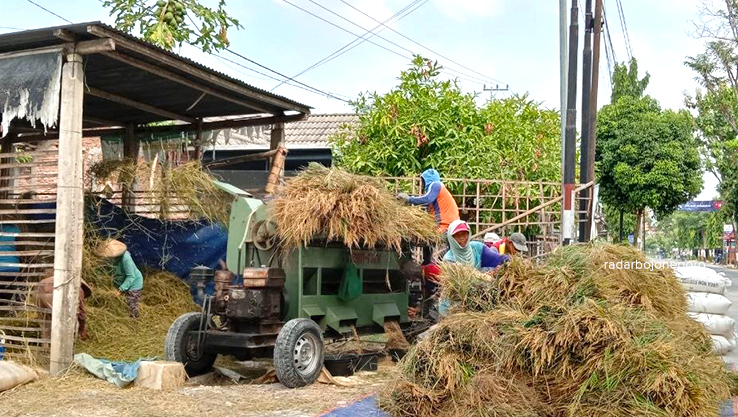 PANEN PADI: Petani sedang panen padi, sebanyak 185.387 petani terkaver program AUTP.&nbsp;(IST/RADAR BOJONEGORO)