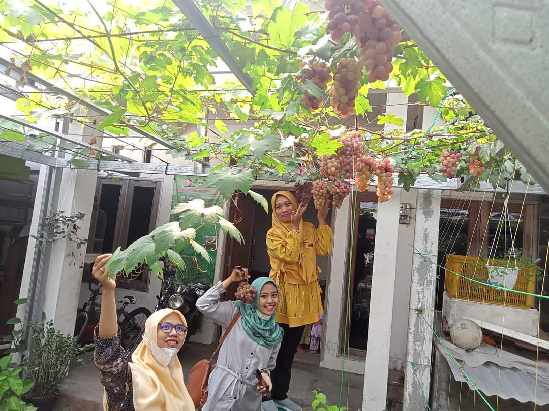 BUDIDAYA ANGGUR: Aneka varietas buah anggur dibudidayakan oleh Jajang di Kelurahan Ledok Kulon, Kecamatan Bojonegoro Kota. (FARHAN REZA ARDIANSYAH/RADAR BOJONEGORO)