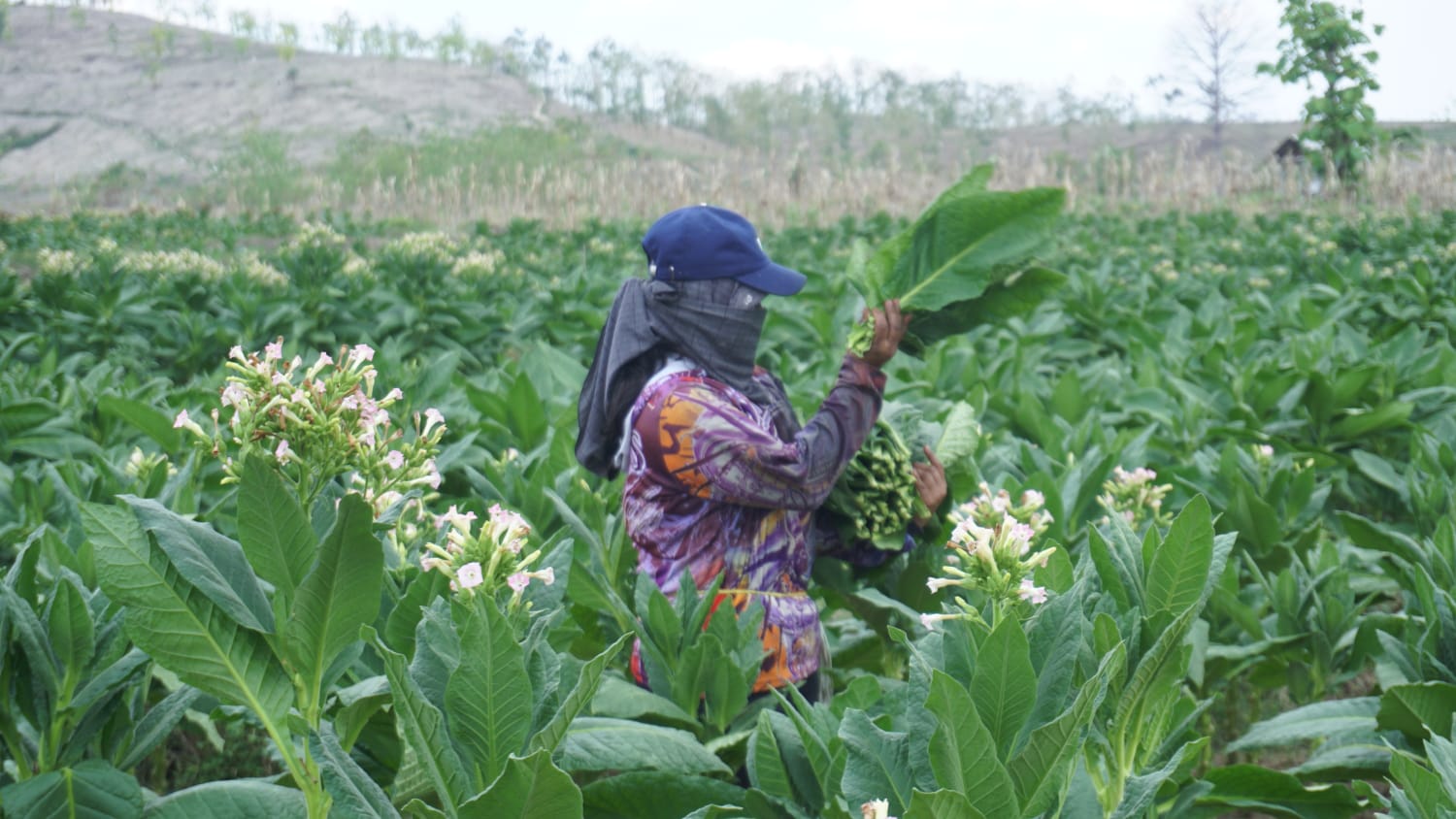 Salah satu petani tembakan di Kecamatan Temayang Kabupaten Bojonegoro memanen daun tembakau segar.