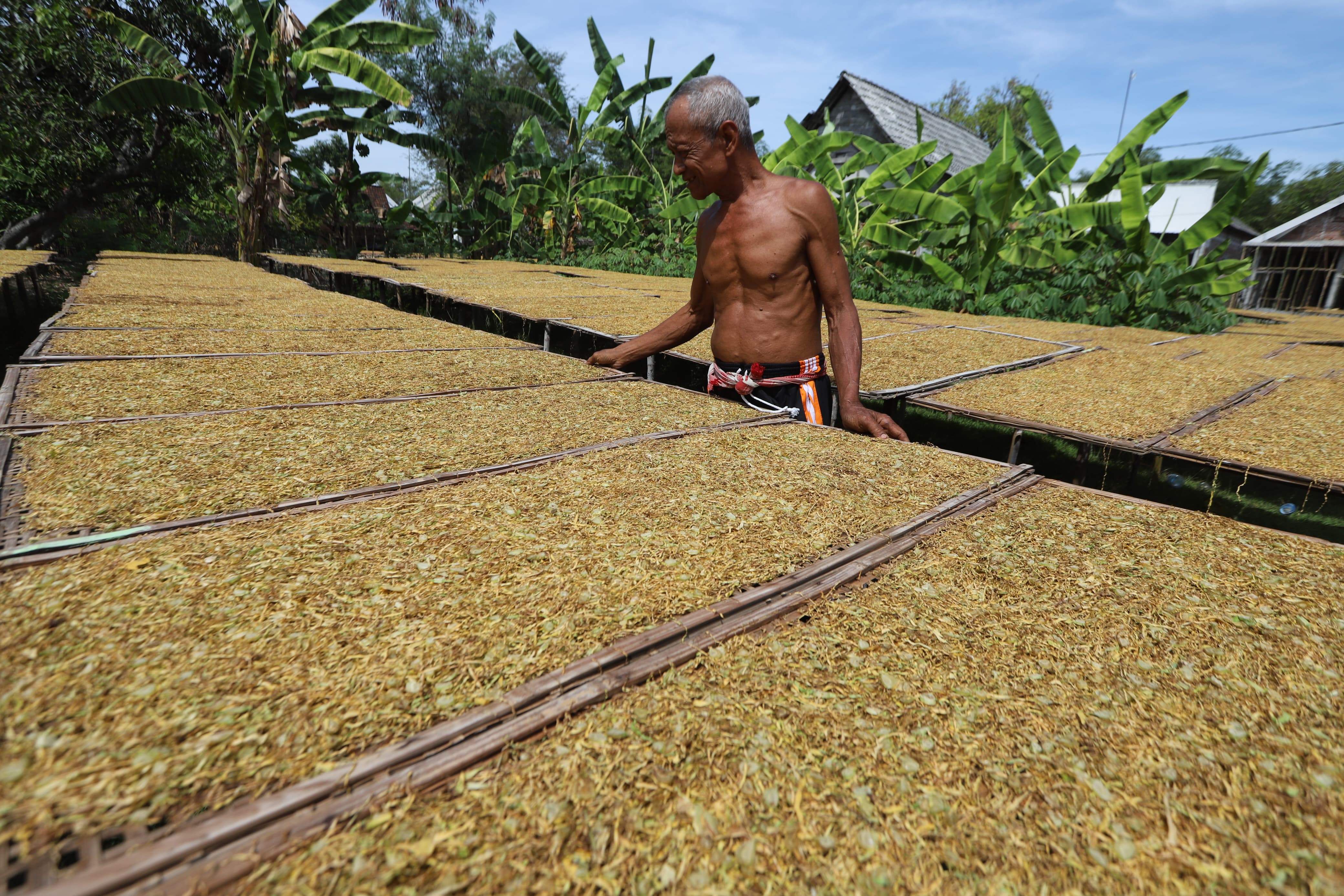 Petani tembakau Bojonegoro mengeringkan tembakau rajangan di bawah terik matahari.