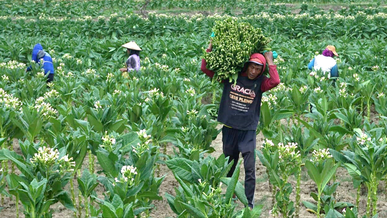 Buruh tani tembakau di Kecamatan Temayang sedang mengangkut daun tembakau. 