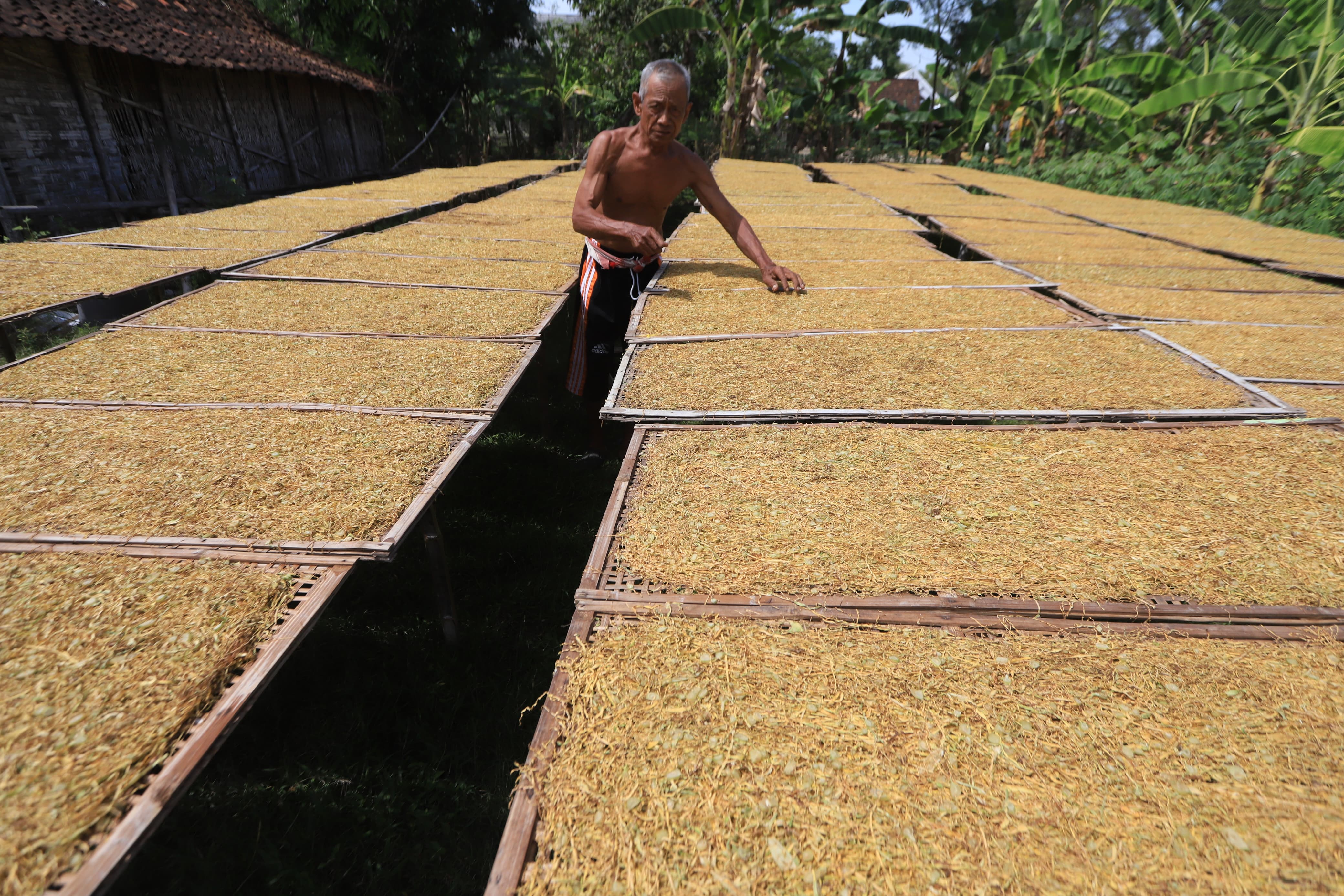 Petani tembakau di Bojonegoro sedang mengeringkan tembakau rajangan.