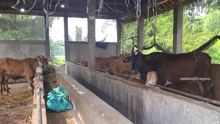 TERNAK SAPI: Pengelolaan peternakan sapi di Pemdes Gadon, Kecamatan Cepu kurang transparan. DPMD Blora menyarankan untuk dikelola BUMDes. (LUKMAN HAKIM/RADAR BOJONEGORO)