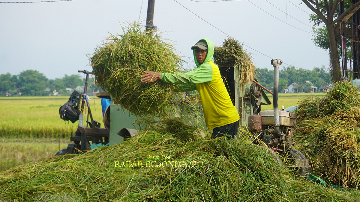 PEDULI PERTANIAN: Petani memanen padi, Pemkab Bojonegoro fokus tingkatkan produktivitas padi dengan pendampingan GAP. (YUAN EDO/RADAR BOJONEGORO)