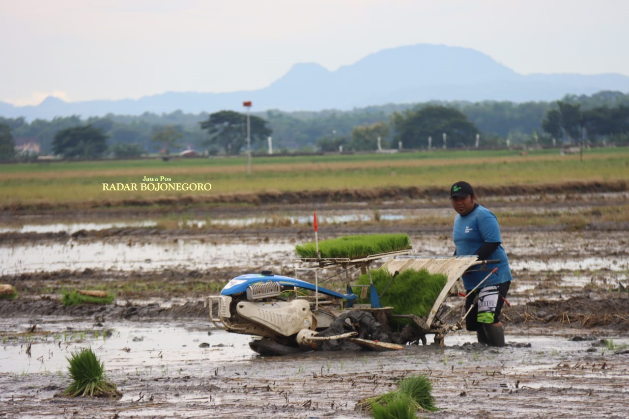 SAWAH: Salah satu ptani di Desa Kentong, Kecamatan Cepu sedang menanam padi menggunakan alat dan mesin pertanian (alsintan) modern bernama rice transplanter kemarin (9/12). (ISTIMEWA/RADAR BOJONEGORO)
