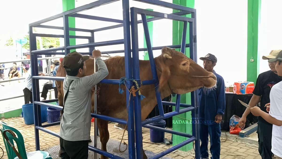 PAMERAN TERNAK: Kontes dan Pameran Ternak Tahun 2024 di Pasar Hewan Desa Kedungbondo, Kecamatan Balen (20/11). Disnakkan berkomitmen tingkatkan populasi ternak di Bojonegoro. (ISTIMEWA/RADAR BOJONEGOR