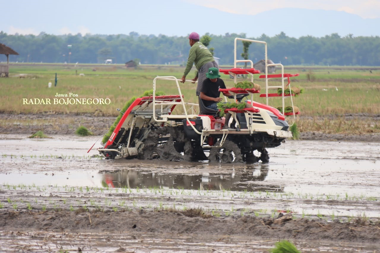 MUSIM TANAM: Musim penghujan, petani mulai menanam padi di lahan persawahan turut Desa Kentong, Kecamatan Cepu. (M. LUKMAN HAKIM/RADAR BOJONEGORO)
