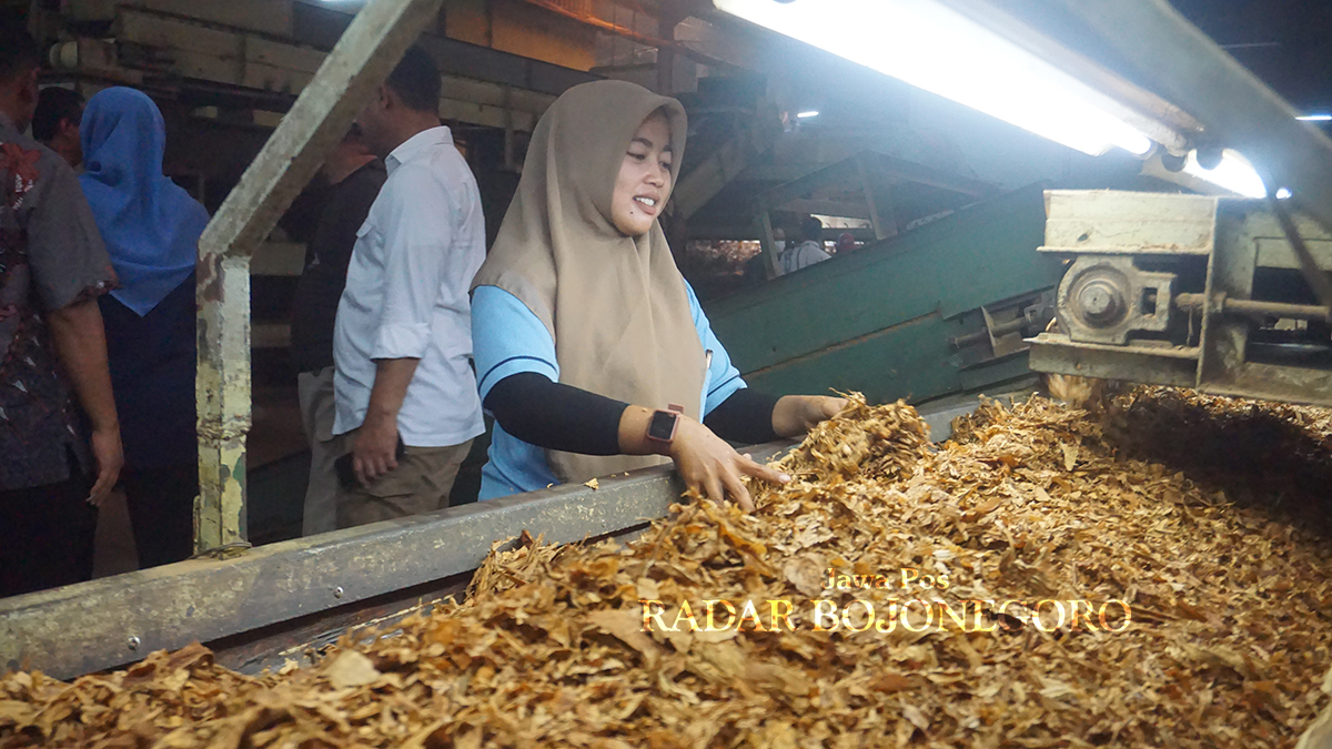 NAIK GAJI: Pekerja industri tembakau memilah bahan baku rokok, UMK tahun depan naik Rp 2,5 juta. (YUAN EDO/RADAR BOJONEGORO)