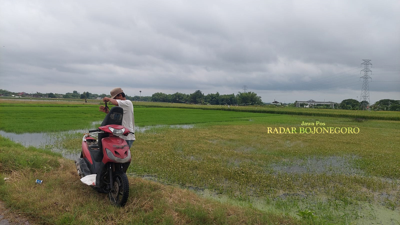 PANEN: Hamparan sawah di Kelurahan Karangboyo telah dipanen, petani mulai menyiapkan lahan untuk ditanami padi kembali. (M. LUKMAN HAKIM/RADAR BOJONEGORO)