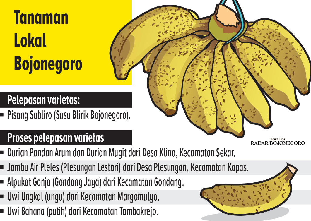 Ilustrasi Varietas Tanaman Lokal Bojonegoro (AINUR OCHIEM/RADAR BOJONEGORO)