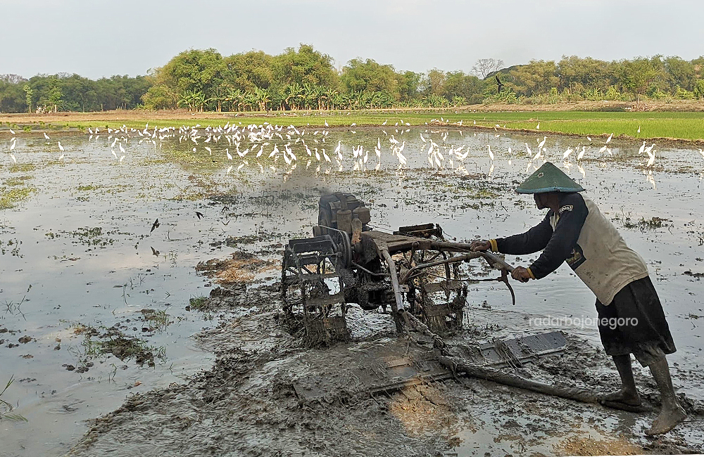 BAJAK SAWAH: Seorang petani di Desa Ngringinrejo, Kecamatan Kalitidu sedang membajak sawahnya menggunakan traktor.