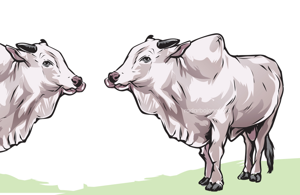 ILustrasi peternakan sapi.