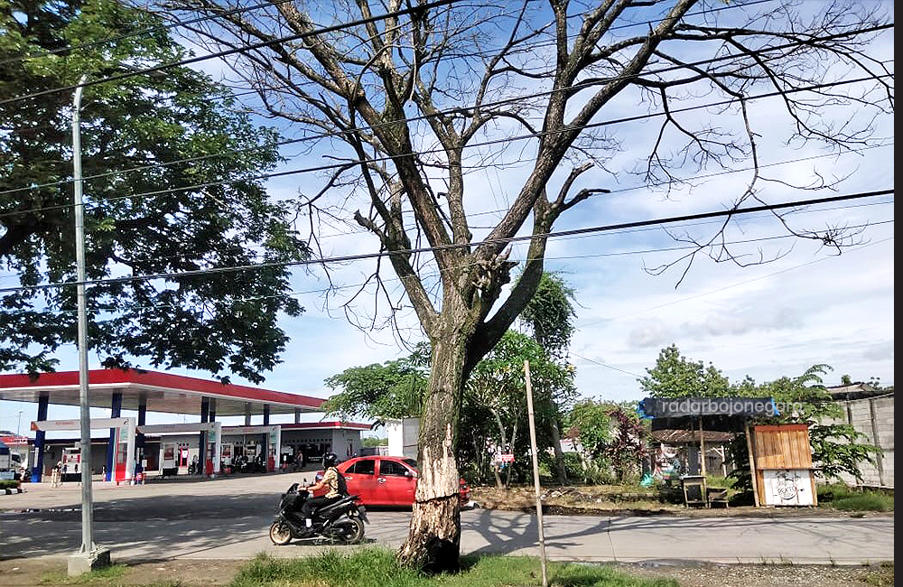 POHON MATI: Pohon mati yang ada di jalur provinsi di Blora ini rawan roboh.
